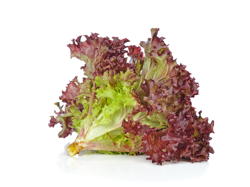 Organic Rubby Lettuce